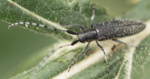 Agapanthia villosoviridescens