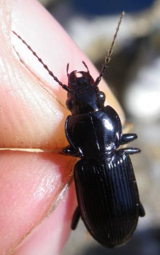 Réf. 168 375 : Pterostichus sp.