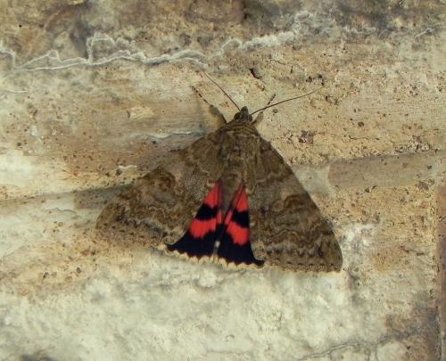 Réf. 168 630 : Catocala nupta