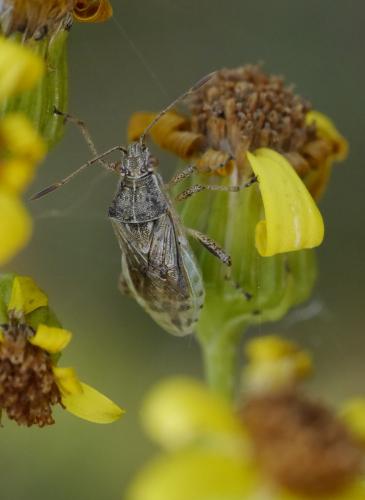 Réf. 168 910 : Stictopleurus punctatonervosus