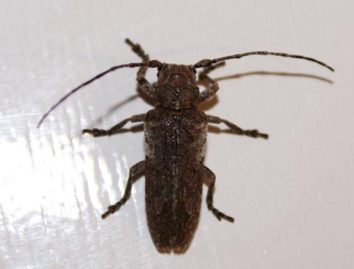 Niphona picticornis