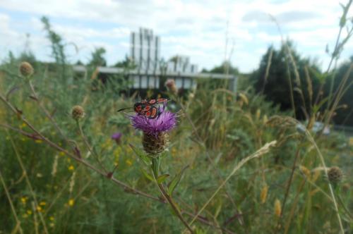 Zygaena carniolica