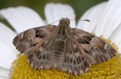 Réf. 168 477 : Carcharodus alceae