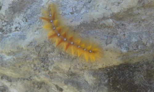 Réf. 168 356 : Acronicta aceris
