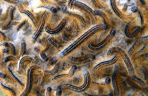 Malacosoma alpicola