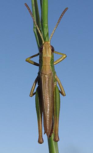 Réf. 168 438 : Pseudochorthippus parallelus parallelus