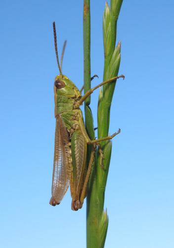 Réf. 168 437 : Pseudochorthippus parallelus parallelus