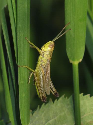Réf. 168 517 : Pseudochorthippus parallelus