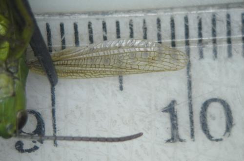 Réf. 168 983 : Pseudochorthippus montanus montanus