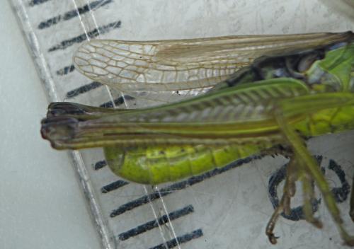 Réf. 168 984 : Pseudochorthippus montanus montanus
