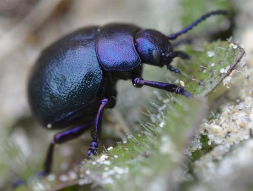 Timarcha goettingensis normanna