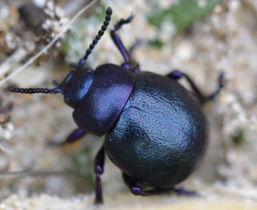 Timarcha goettingensis normanna