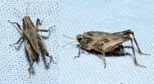 Tetrix sp.
