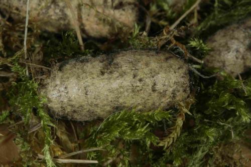 Réf. 168 299 : Psilogaster loti