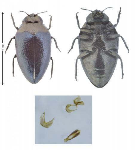 Trachys troglodytes