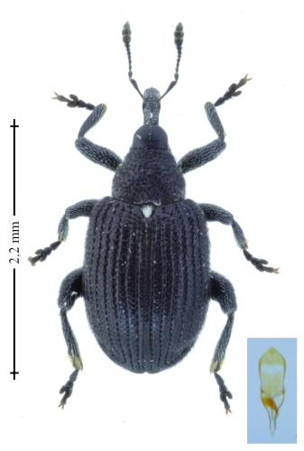 Tachyerges stigma