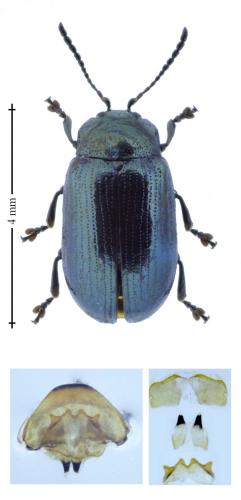 Phratora laticollis