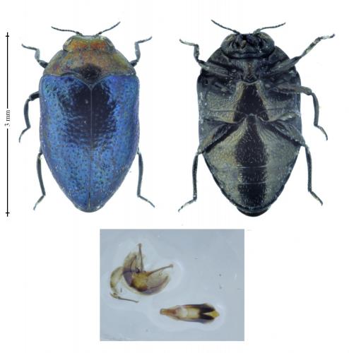 Réf. 168 094 : Trachys troglodytiformis