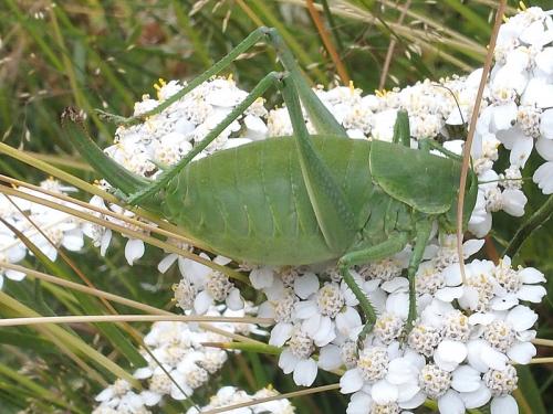 Polysarcus sp.