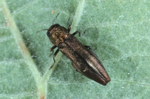 Réf. 168 935 : Agrilus sp.