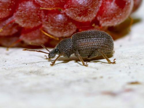 Otiorhynchus rugosostriatus