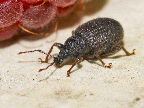Otiorhynchus rugosostriatus