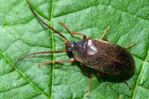 Hymenalia rufipes