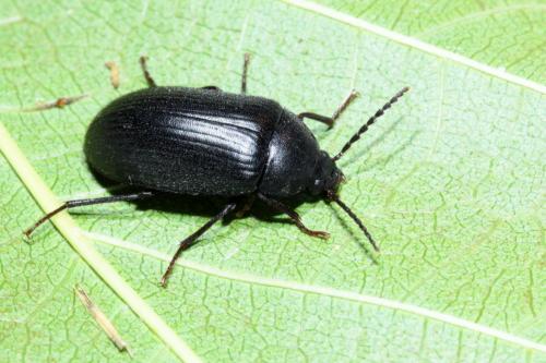 Réf. 168 312 : Prionychus sp.