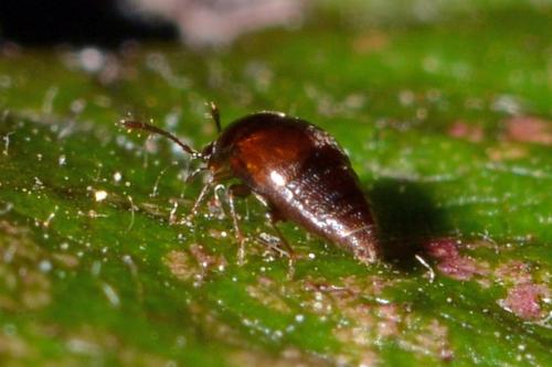 Cypha sp.
