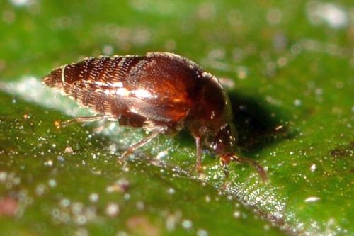 Cypha sp.