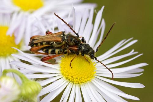 Réf. 168 295 : Stenopterus rufus