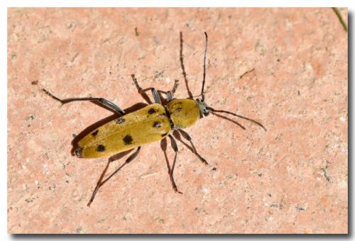 Chlorophorus glabromaculatus