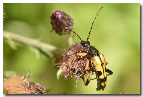 Rutpela maculata
