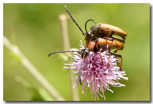 Réf. 168 480 : Stictoleptura rubra