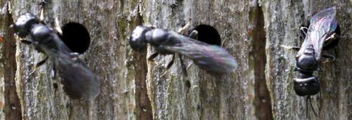 Crossocerus sp.