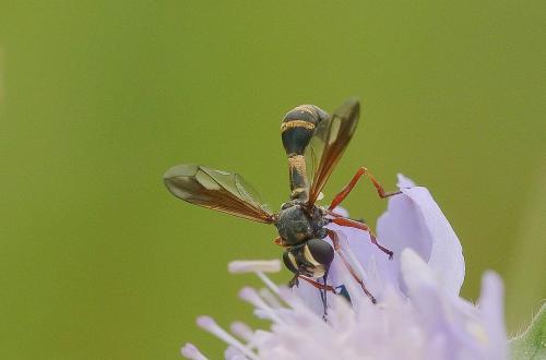 Réf. 168 343 : Physocephala rufipes