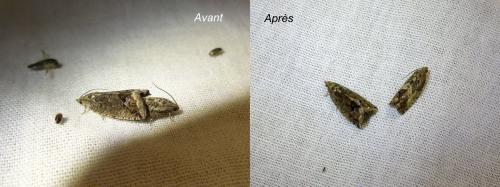 Réf. 168 686 : Cydia splendana