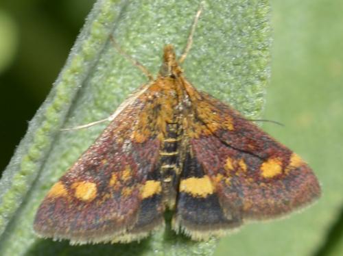 Réf. 168 246 : Pyrausta aurata