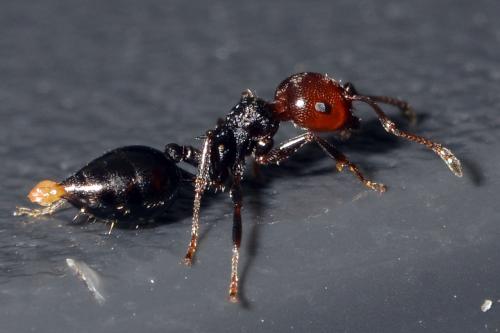 Réf. 168 501 : Crematogaster scutellaris