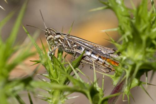 Réf. 168 402 : Chorthippus brunneus brunneus