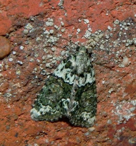 Réf. 168 168 : Cryphia algae