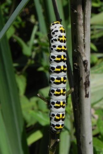 Réf. 168 172 : Cucullia scrophulariae