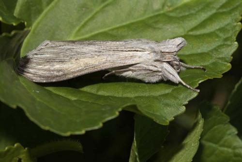 Réf. 168 672 : Cucullia umbratica