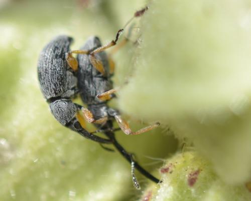 Rhopalapion longirostre
