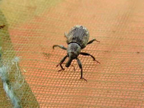 Lissorhoptrus oryzophilus