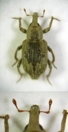 Lissorhoptrus oryzophilus