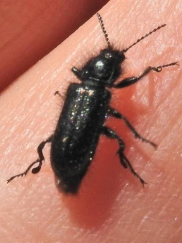 Enicopus ater ater