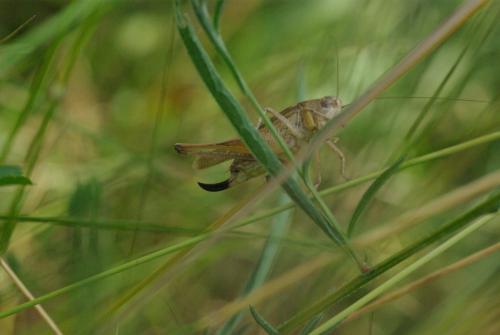 Réf. 168 439 : Platycleis albopunctata