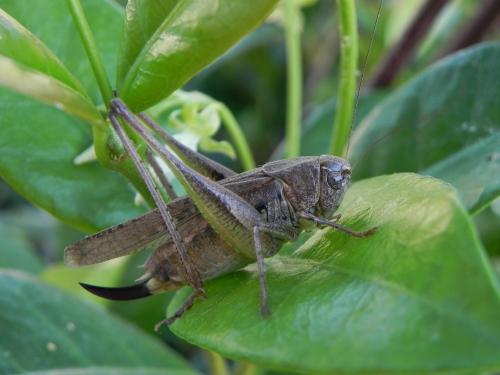 Réf. 168 171 : Platycleis albopunctata