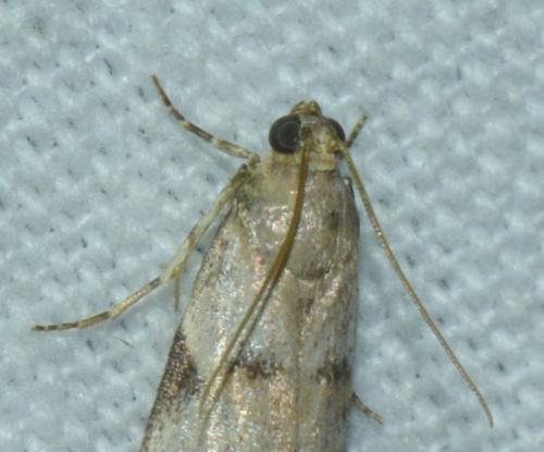 Acrobasis fallouella